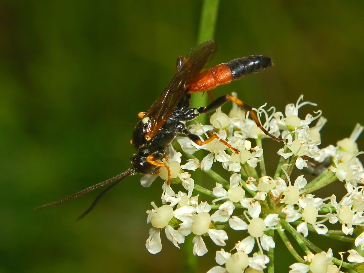 non Tenthredinidae ma Ichneumonidae: Ichneumon insidiosus